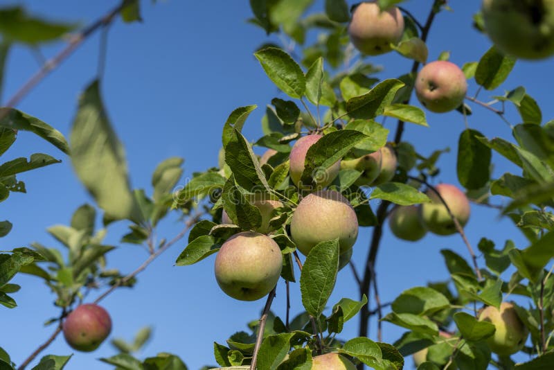 Green Apples on a Tree in the Garden, Rowing Different Varieties of