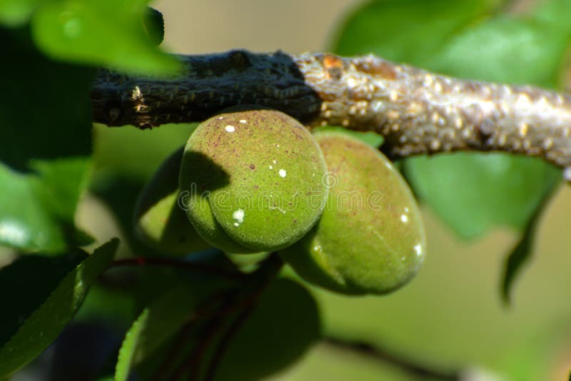 Green Apricot on a Tree in a Garden Stock Image Image of culture, beauty 94107769