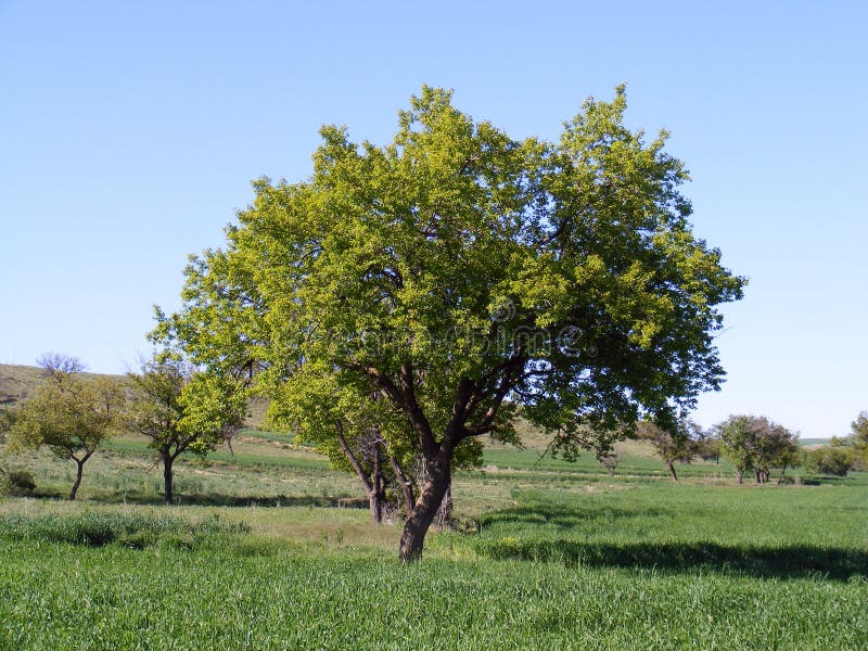 Green Apricot Tree Pictures for Garden  Sites Stock Image Image of bakers, fruits 80882271