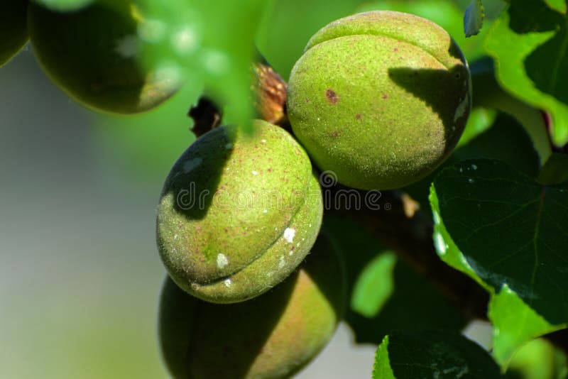 Green apricot on a tree stock image. Image of garden 94107799