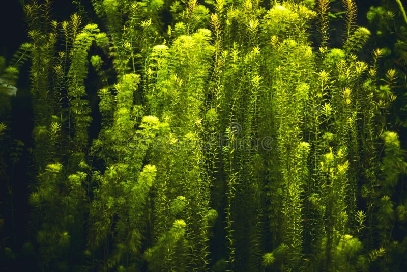 Green Aquatic plants stock photo. Image of aquatic, leaf 36223874