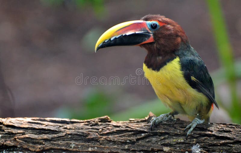 Green Aracari Pteroglossus viridis