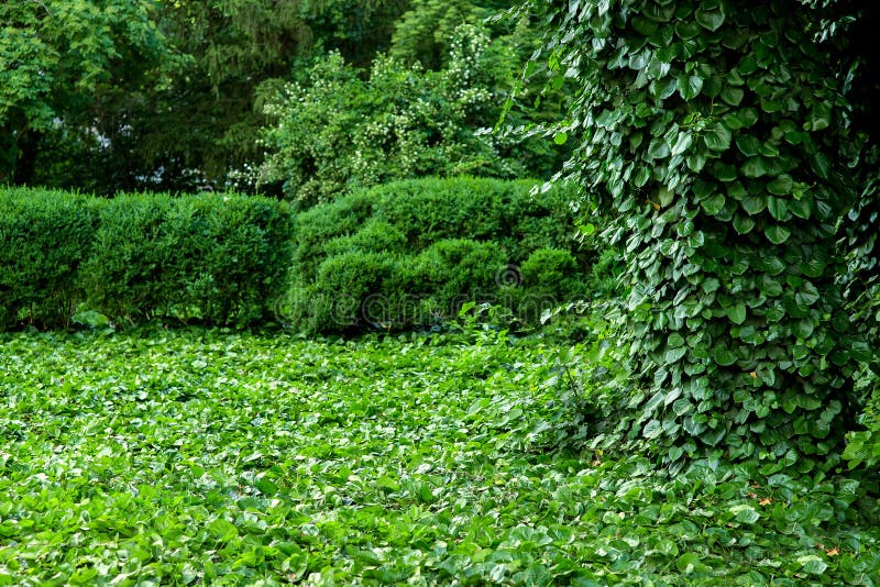 Green area in the park with plants climbing ivy.