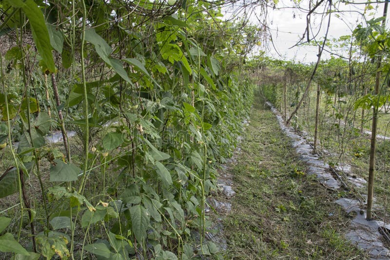 Green Asparagus Bean Vegetable Growing at the Farm. Stock Photo Image