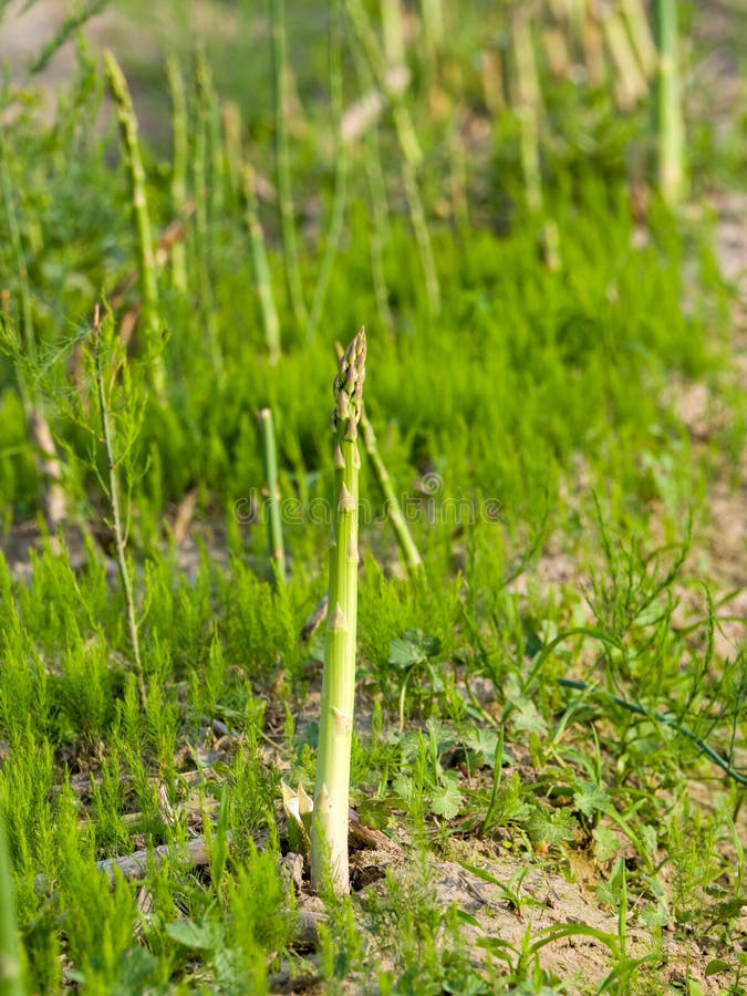 Green Asparagus in the Field Stock Image Image of lily, flora 153411207