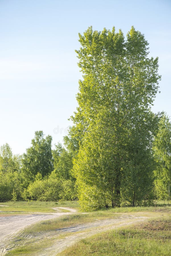 Green aspen