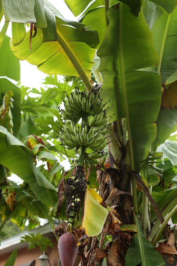 Green Baby Bananas on a Tree Stock Image Image of bunch, organic