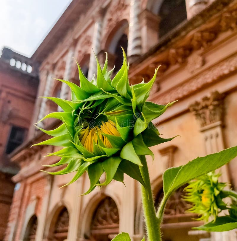 Green Baby Sunflower. One Young and Fresh Green Sunflower Ready To Bloom. Baby Sunflower in