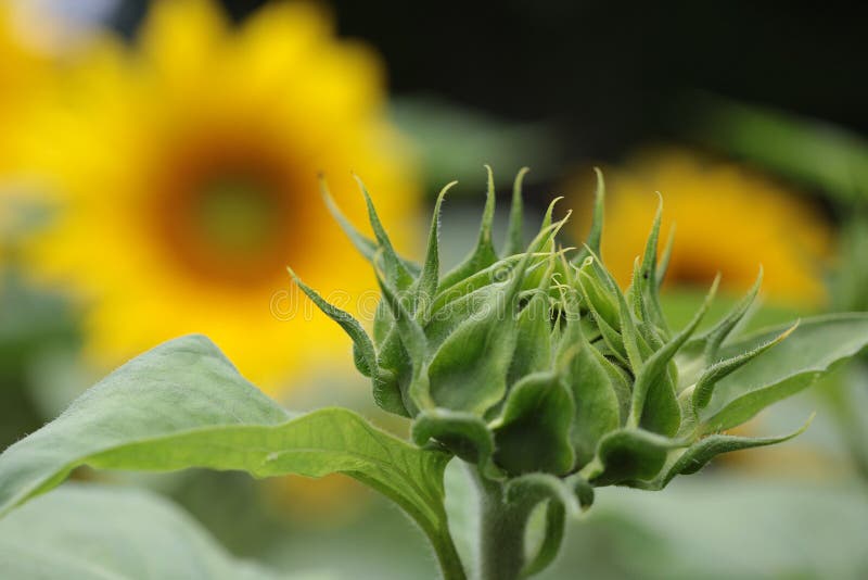 Sunflower Baby, Young Flower Of The Plant. Stock Image Image of