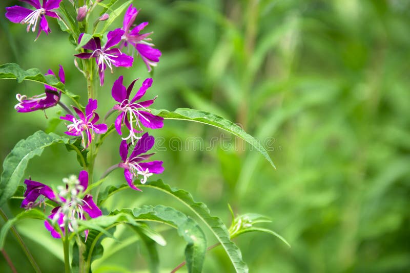 On a green background bokeh trees grows and blossoms willow tea healing curule healing violet color fuchsia stock photos On a green background bokeh trees grows and blossoms willow tea healing curule healing violet color fuchsia stock photos
