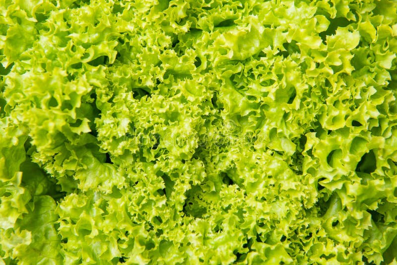 Green Background of Fresh Leafy Lettuce Vegetable Stock Image Image