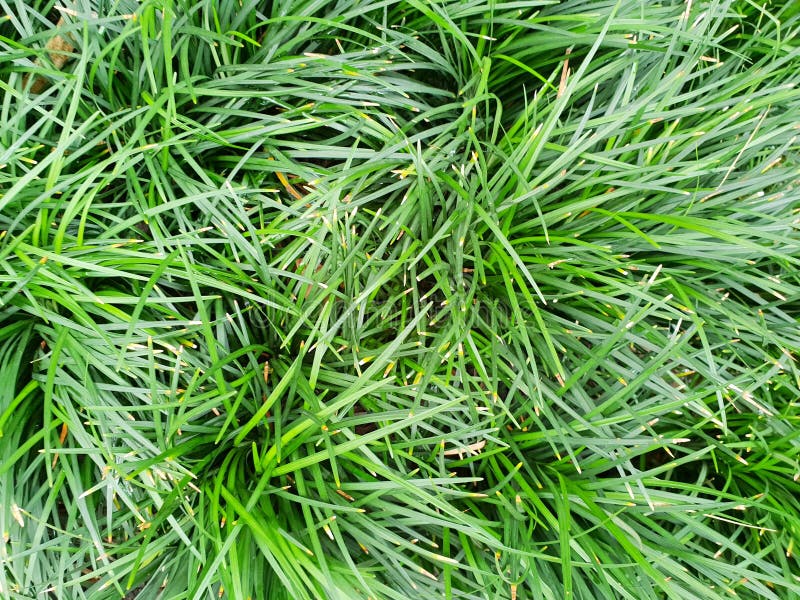 Green background of the ground cover plants. leaves texture.