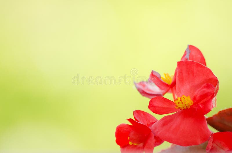 Green Background with Red Flower in the Corner Stock Image Image of nature, blurred 185778013