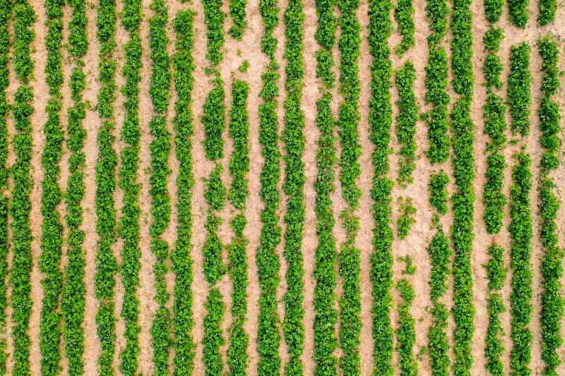 Green background - strawberry field - rows or lines stock image Green background - strawberry field - rows or lines stock image