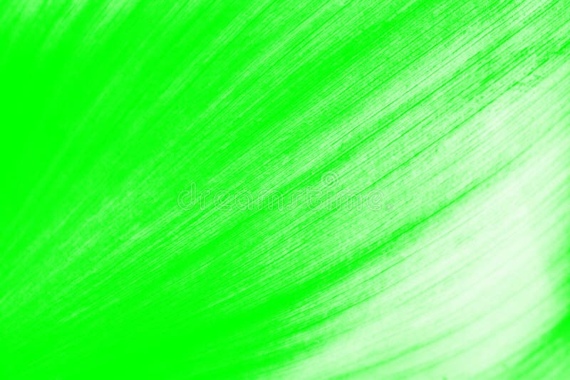 Sử dụng màu xanh lá cây cho nền tương tự như việc đưa hơi thở vào bức tranh, tạo ra không khí mát mẻ và thư giãn. Chắc chắn bạn sẽ thích chiêm ngưỡng bức hình có nền xanh lá cây này.