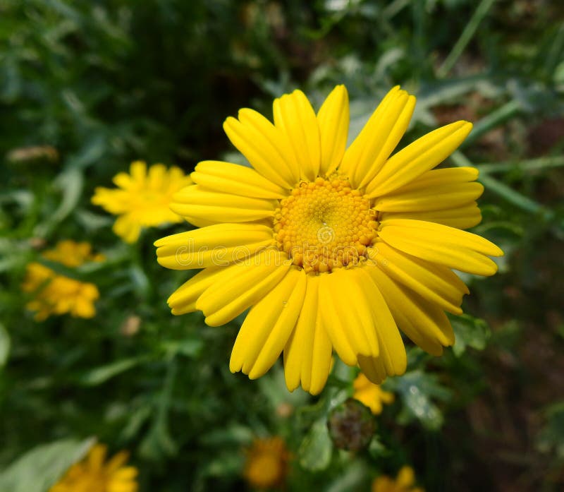 Yellow Marguerite Crown Daisy Plants Stock Photo - Image of yellow