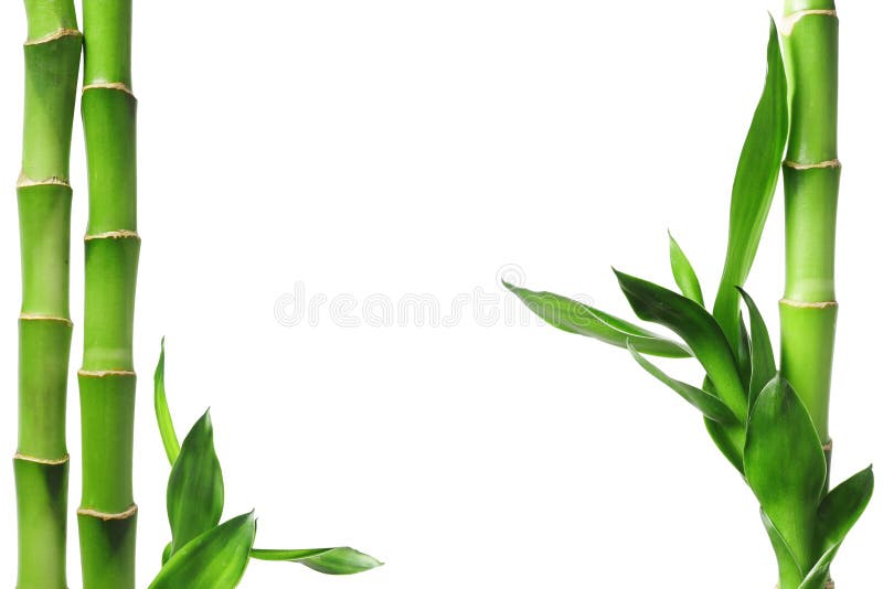 Green Natural Background with Bamboo Leaves Stock Photo - Image of ...