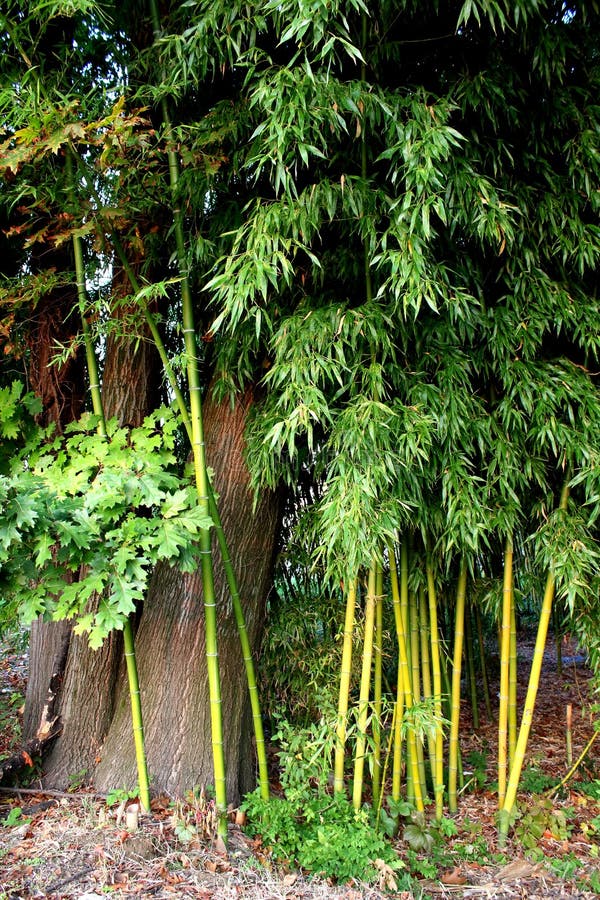 Green bamboo canes stock image. Image of park, lonely 265598699