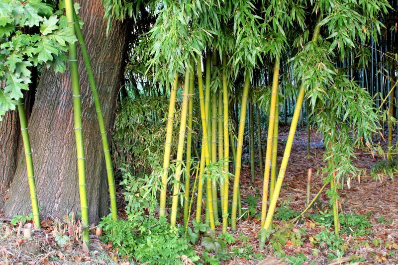 Green bamboo canes stock photo. Image of evocative, park 270162488