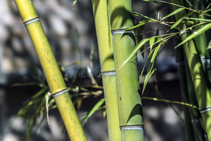 Green bamboo canes group stock image. Image of nature 73465885