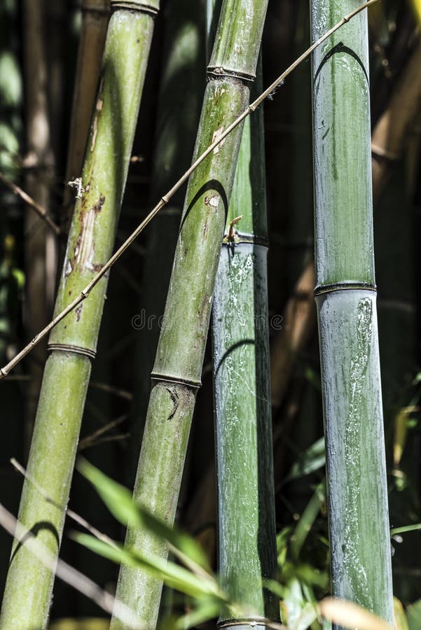 Green bamboo canes group 6 stock image. Image of nature 73467837