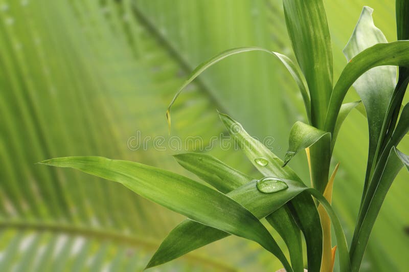 Green bamboo close-up