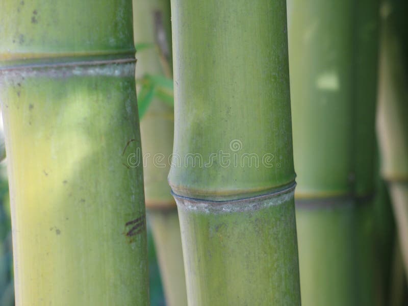 Green bamboo close-up