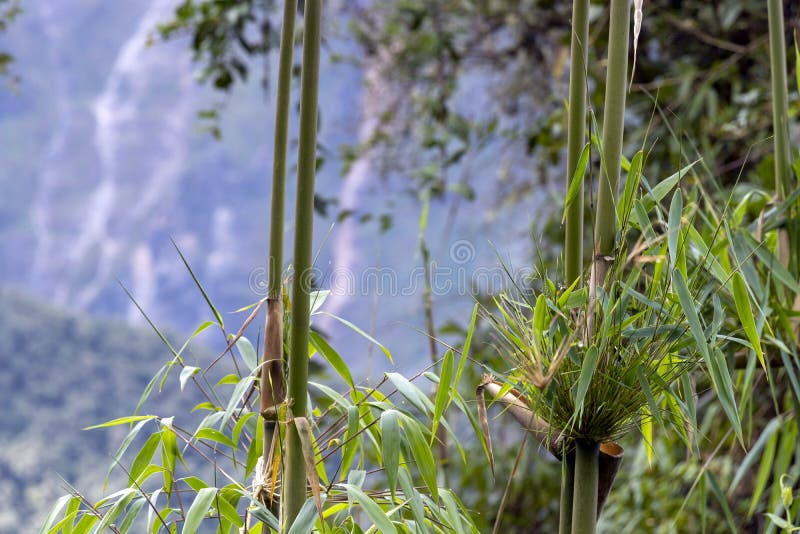 Green bamboo close up with green forest background