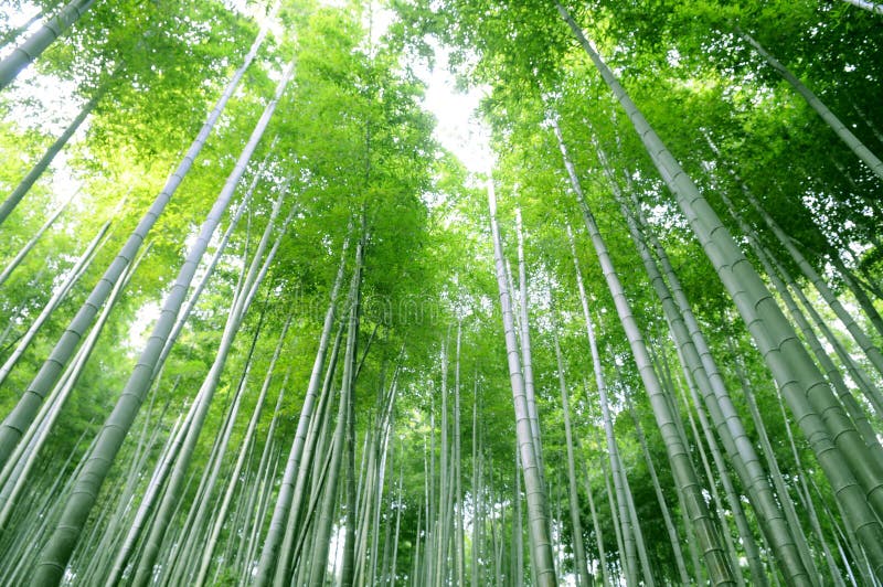 Green bamboo forest