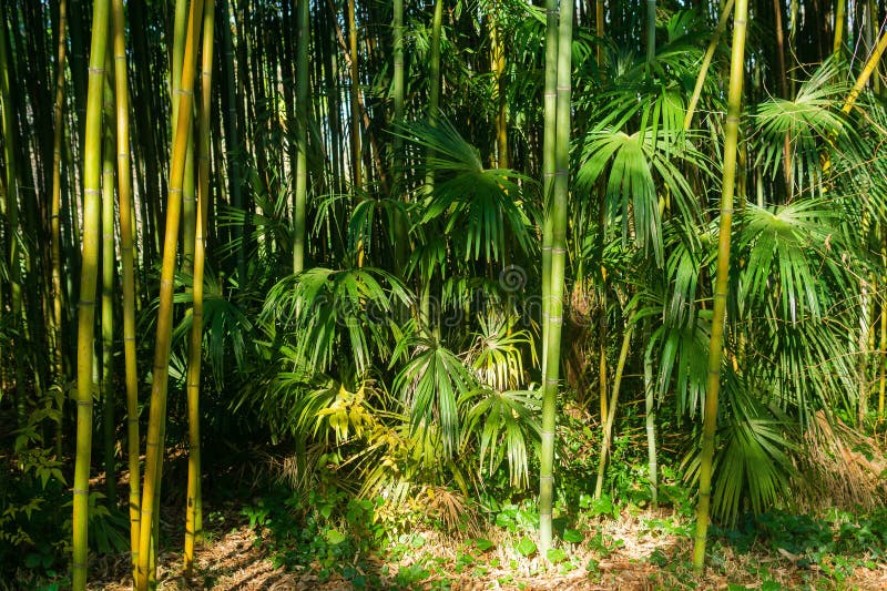 Green bamboo forest in the morning
