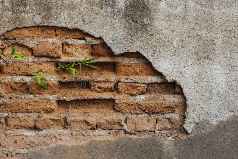 Green bamboo growing from crack of stone wall stock image Green bamboo growing from crack of stone wall stock image