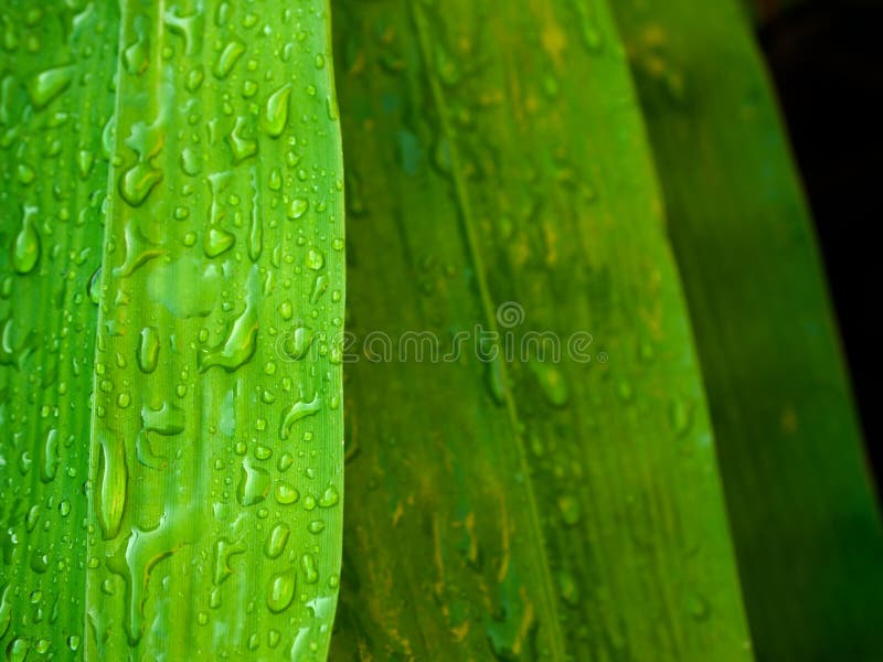 Green bamboo leaf