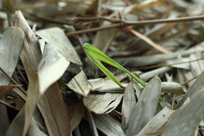 Green Bamboo Leaves between Dry Bamboo Leaves Stock Image Image of