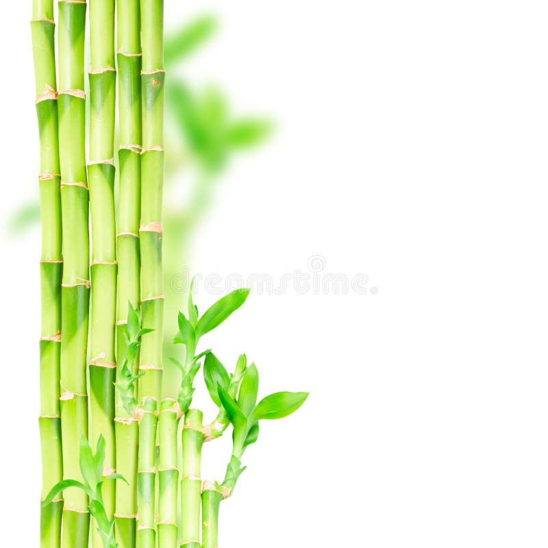 Green bamboo stems