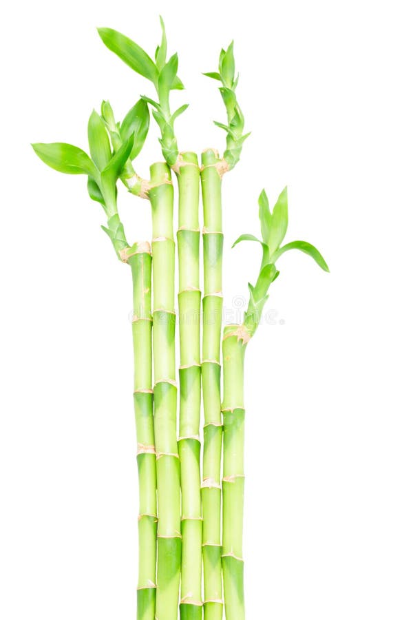 Green bamboo stems