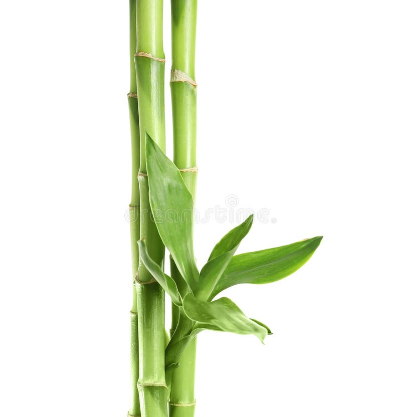 Green Bamboo Stems with Leaves Stock Photo Image of botany