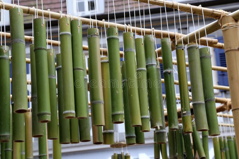 Green Bamboo Sticks. Green Bamboo Tubes Hang Around the House. Stock