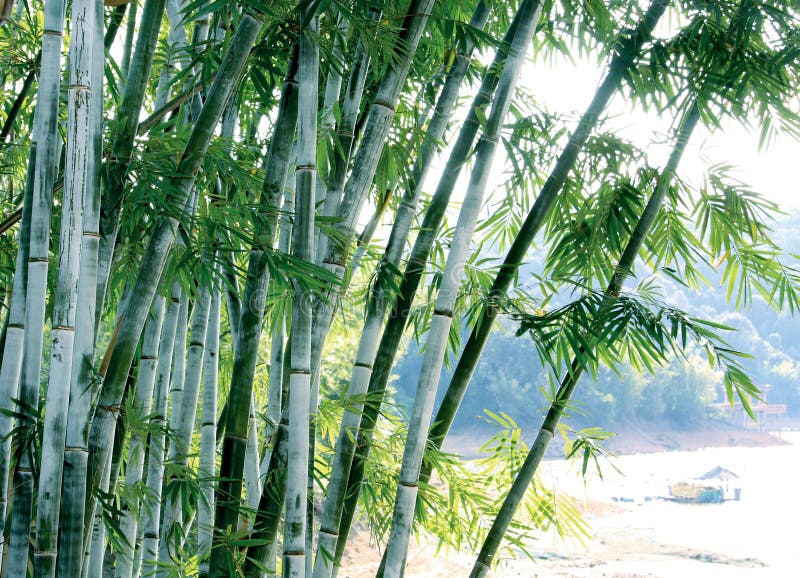 Green bamboo tree