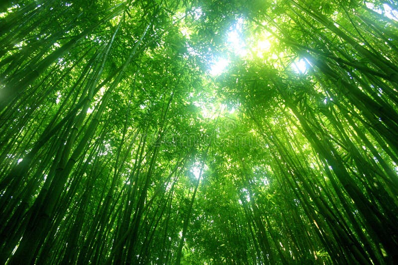 Una foto foresta bambù un albero.