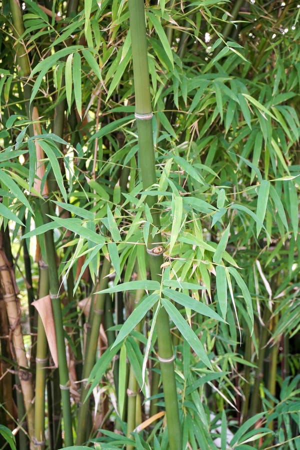 Green bamboo tree stock image. Image of foliage, natural 102527123