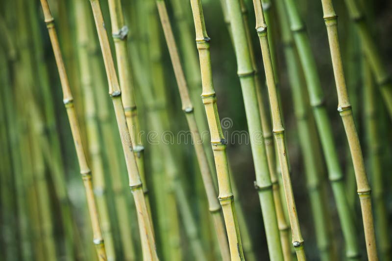 Green bamboo trunks, natural background royalty free stock image Green bamboo trunks, natural background royalty free stock image