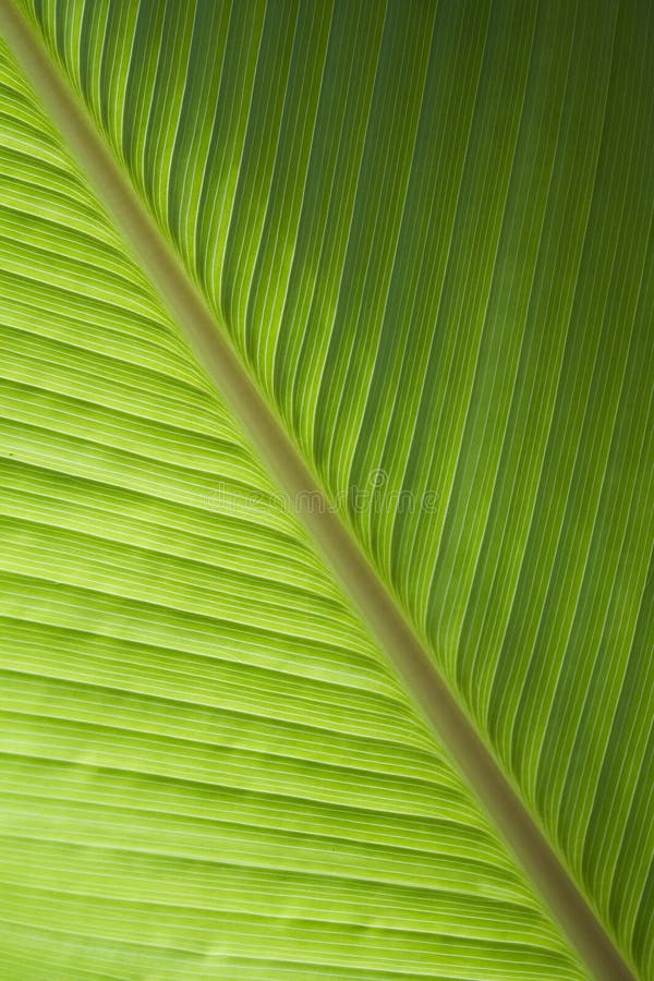 Green banana leaf