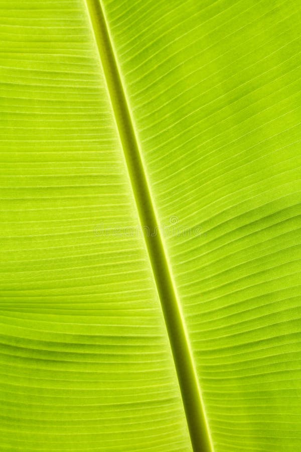 Green banana leaf stock photo. Image of lines, branch 28691506