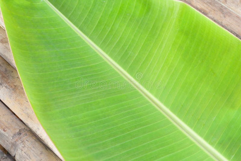 Green banana leaf