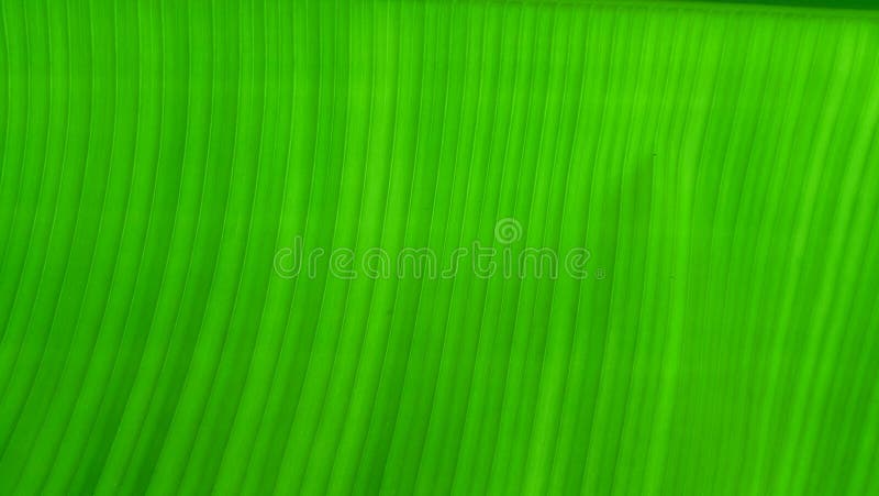 Green Banana Leaf Background, Banana Leaves Stock Photo - Image of season,  tree: 111073228