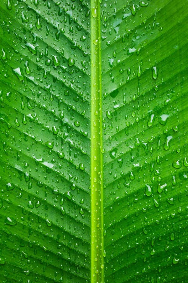 Green banana leaf background