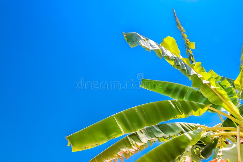 Green banana leaf on blue sky background royalty free stock images Green banana leaf on blue sky background royalty free stock images