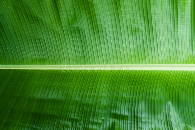 Green Banana Leaf Texture Background Stock Image - Image of copy, green:  214980253
