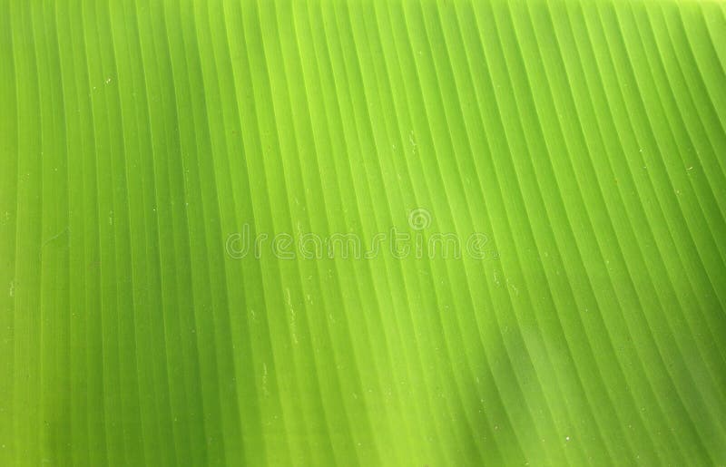 Green Banana Leaf Texture Background Stock Photo - Image of summer, bright:  180914118