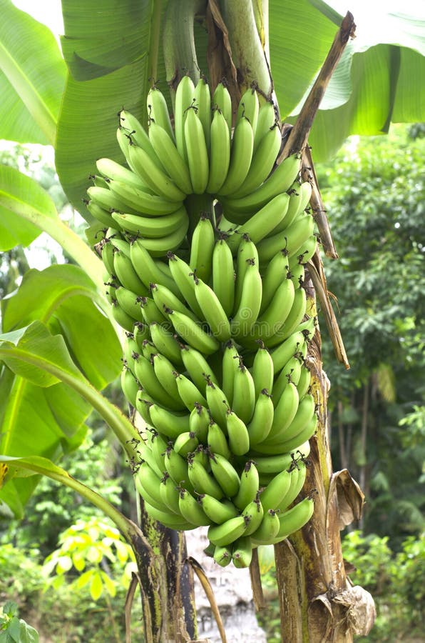 Green Banana On A Tree In Forest. Stock Photo - Image of ...